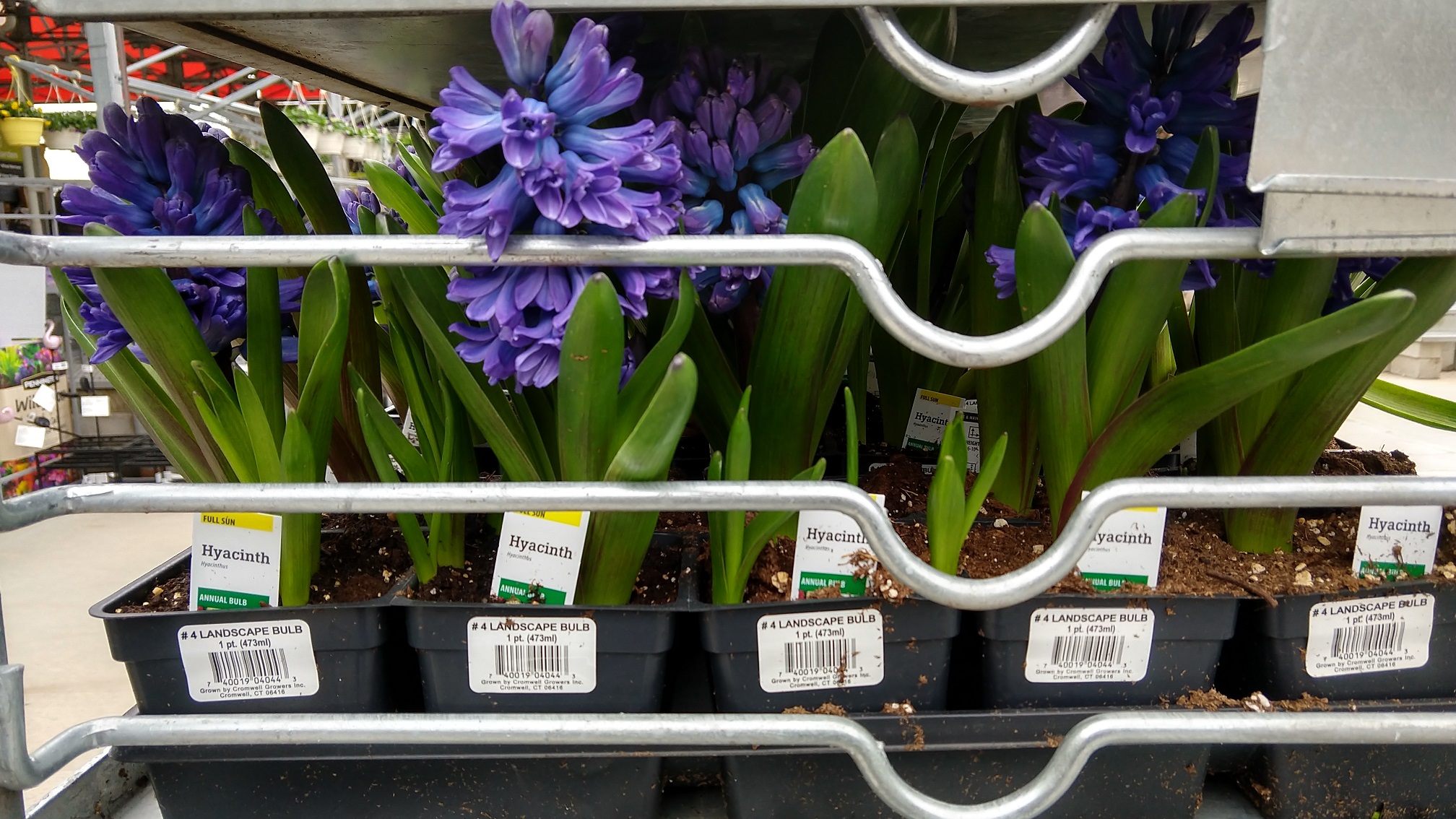 Hyacinth Bulbs